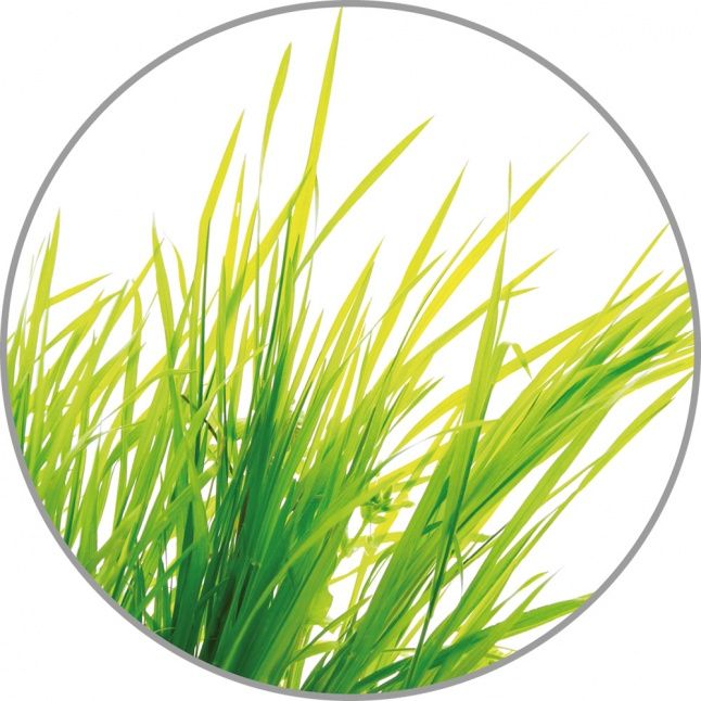Smart device Medisana  Medisana Aroma essence Citronella