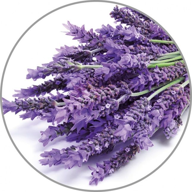 Smart device Medisana Medisana Aroma essence Lavender