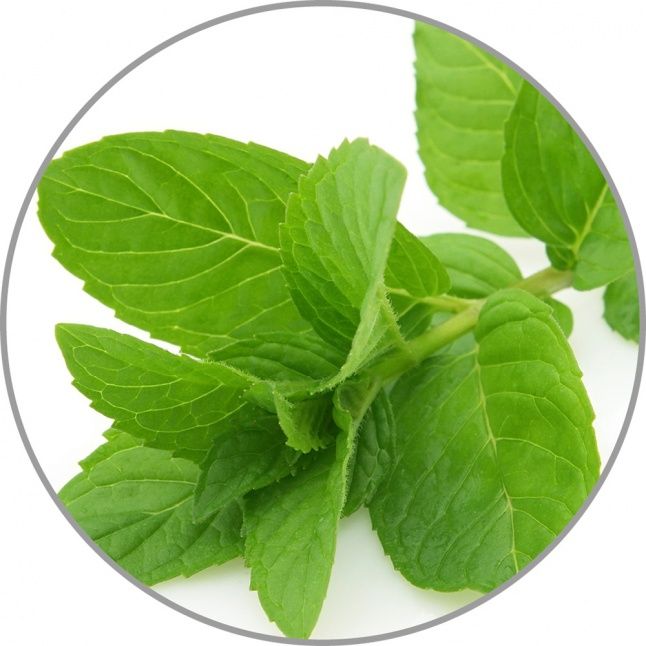 Smart device Medisana  Medisana Aroma essence Peppermint