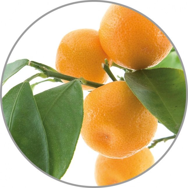 Smart device Medisana  Medisana Aroma essence Orange