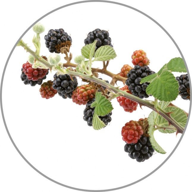 Smart device Medisana  Medisana Aroma essence Wild berries